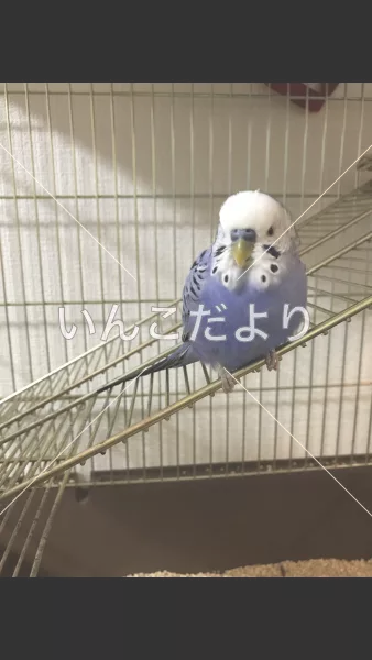 コメントの画像