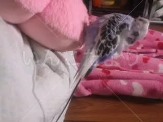 コメントの画像