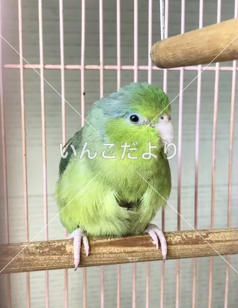 コメントの画像