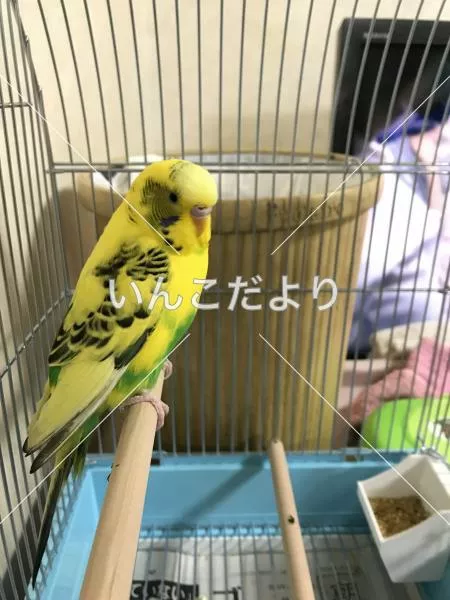 コメントの画像