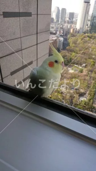 コメントの画像