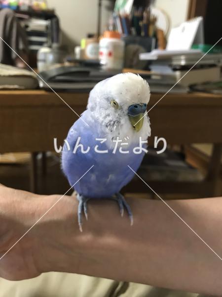 コメントの画像