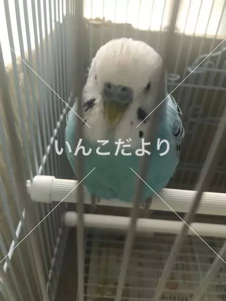 コメントの画像