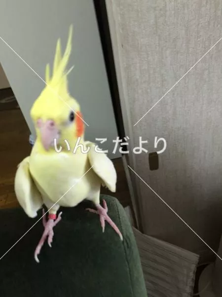 コメントの画像