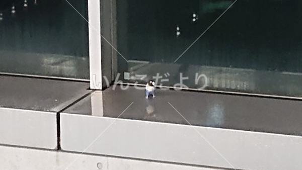 コメントの画像