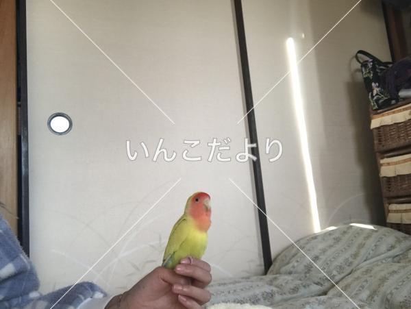 コメントの画像