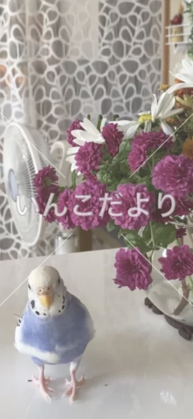 コメントの画像