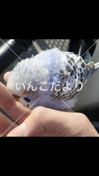コメントの画像