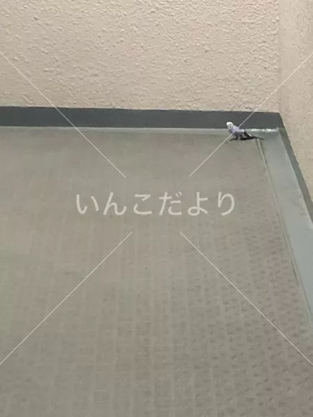 コメントの画像