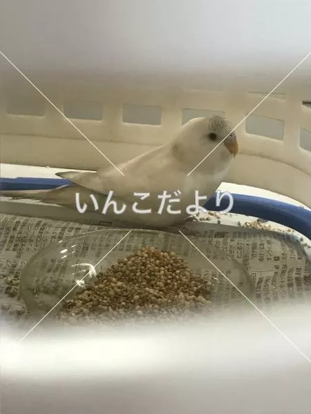 コメントの画像