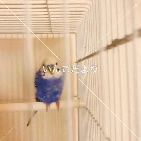 コメントの画像