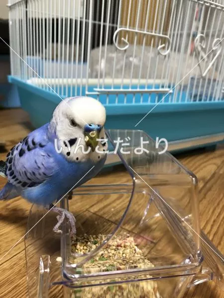 コメントの画像