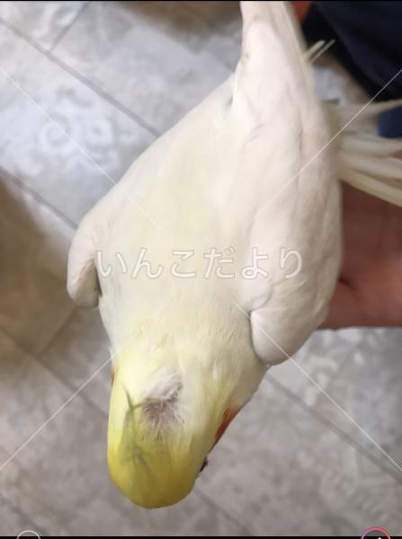 コメントの画像