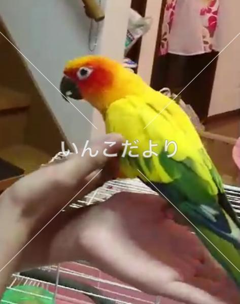 コメントの画像