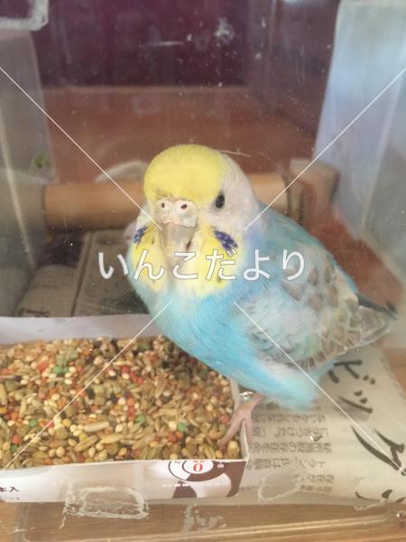 コメントの画像