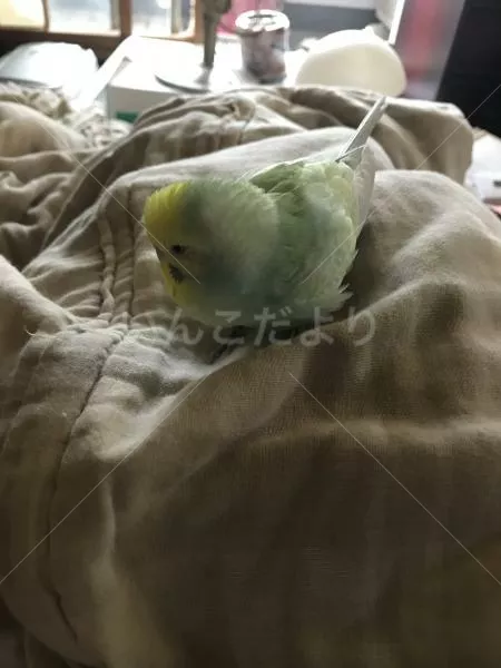 コメントの画像