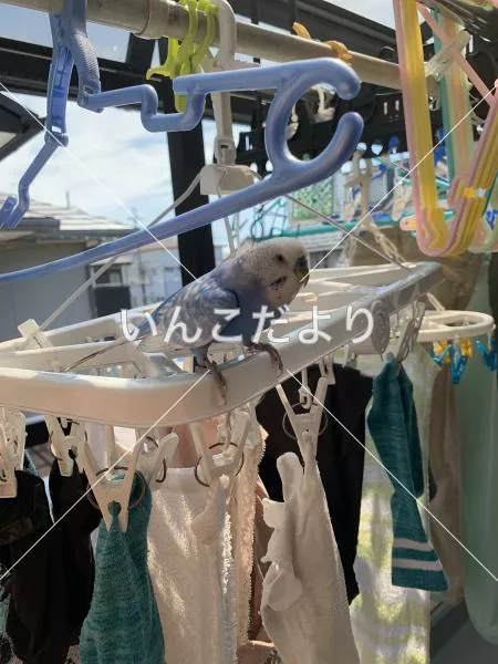 コメントの画像