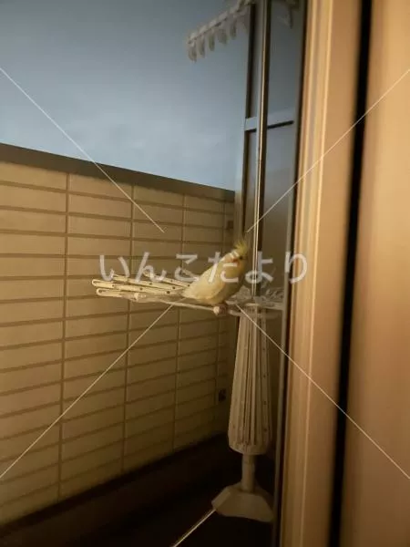 コメントの画像