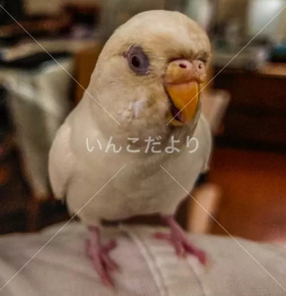 コメントの画像