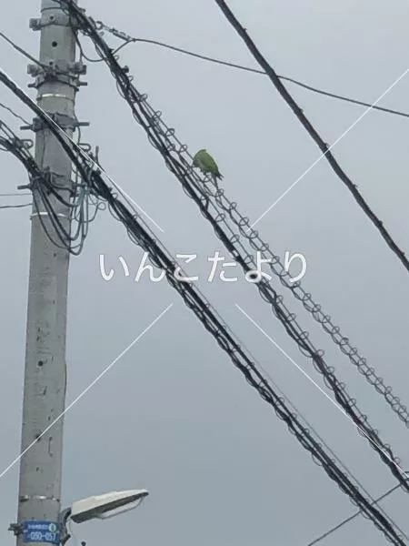 コメントの画像