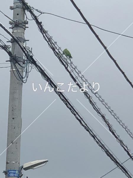 コメントの画像