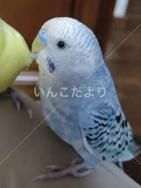 コメントの画像