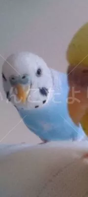 コメントの画像