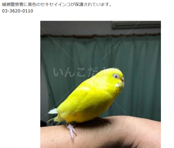コメントの画像