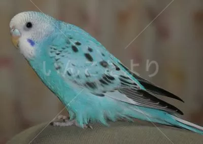 コメントの画像