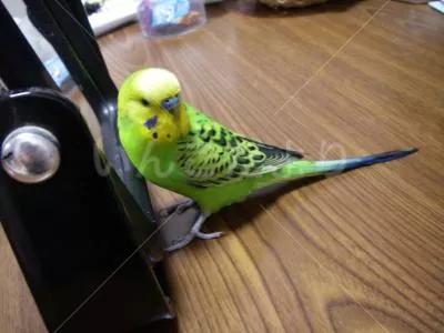 コメントの画像