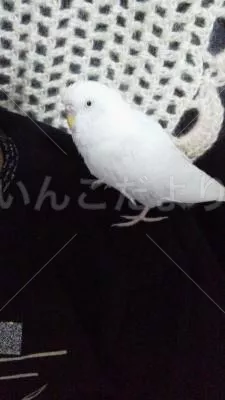 コメントの画像