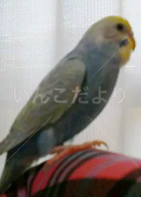 コメントの画像