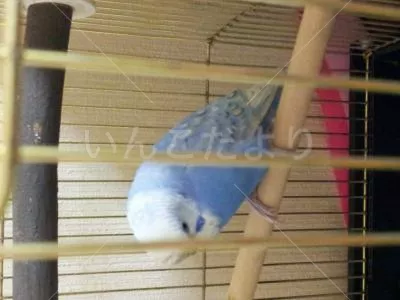 コメントの画像