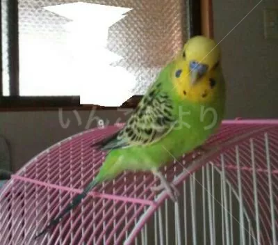 コメントの画像