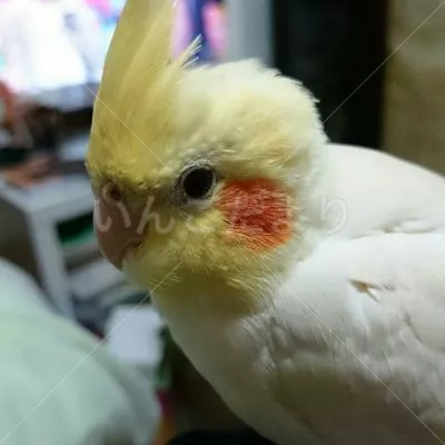 コメントの画像