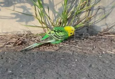 コメントの画像