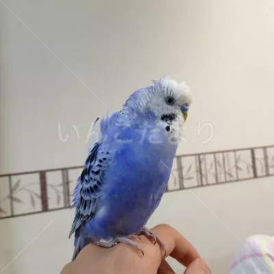 コメントの画像