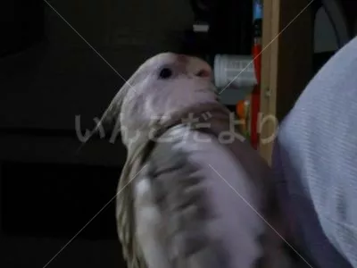 コメントの画像