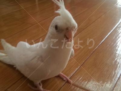 コメントの画像