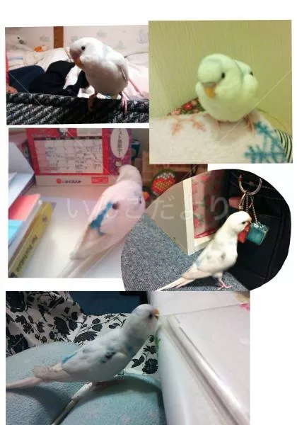 コメントの画像