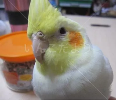 コメントの画像