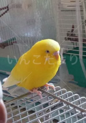 コメントの画像