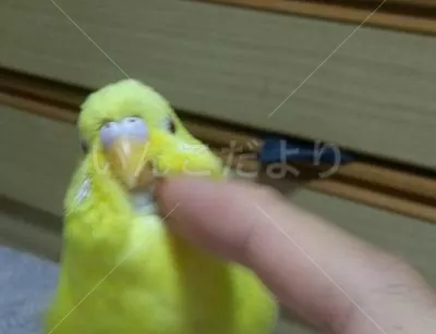 コメントの画像