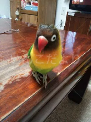 コメントの画像