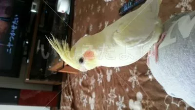 コメントの画像