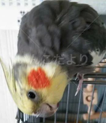 コメントの画像