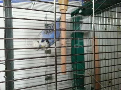 コメントの画像