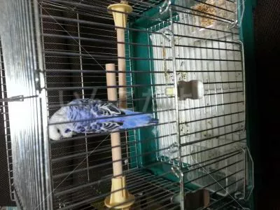 コメントの画像