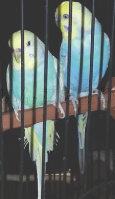 コメントの画像