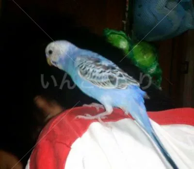 コメントの画像